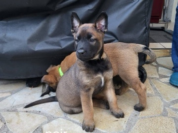 Belgian Shepherd Dog (Malinois) – Berger Belge Malinois – Aulnay-sous-Bois