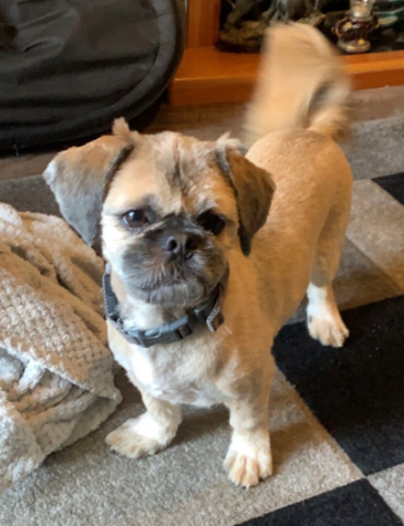 Shih Tzu – shihtzu