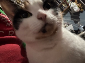 British Semi-longhair – 2 short furred cats – Cheltenham