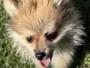 Pomeranian – Pomerania Toy – Madrid