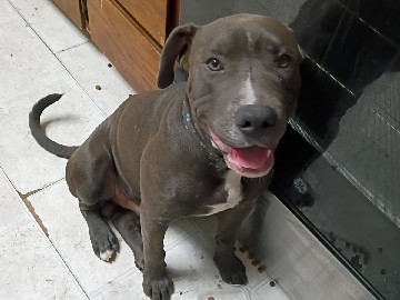 American Pit Bull Terrier – Blue Nose Pitbull Puppy Seeking a Loving Home – $300 Rehoming Feeautiful boy fast – Henderson
