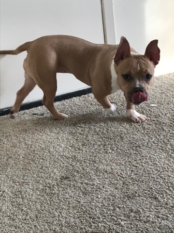 American Bulldog – registered American bully female