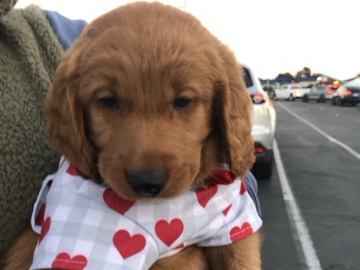 Golden Retriever – Goldendoodle puppy