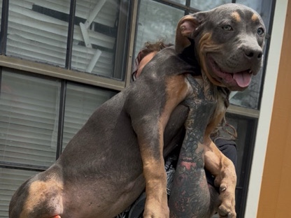 Others - xl female bully pup available for adoption in Killeen