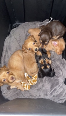 Mini long hair dachshund