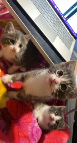 Kittens Calm & Playful Free