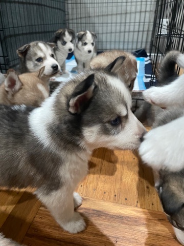 Siberian Husky – 10 purebred Siberian Husky’s