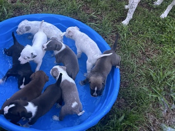 Siberian Husky – huskies mixed with pitbull – Jacksonville