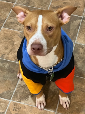 American Pit Bull Terrier – American pitbull terrier (red nose)