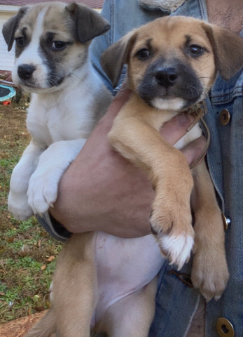 American Pit Bull Terrier – Female Pitbull Puppies