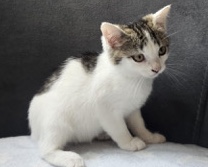 Katzen Babys – Hof