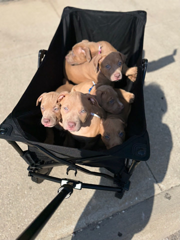 American Bulldog – American bullies for sale .