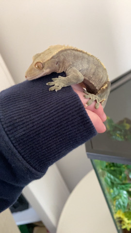 Any – Walter Fancy Crested Gecko