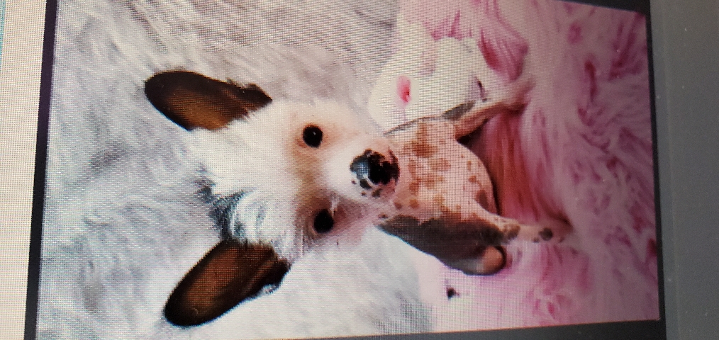 Chinese Crested Dog – Chinese crested hairless female puppy