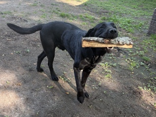 Labrador Retriever – Mattis – Hampton