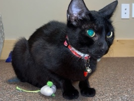 Sweet Adult Rescue Cat – House Trained and Good with Kids – McCaysville