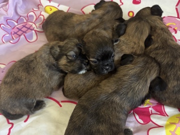 Shih Tzu – Shih Tzu puppies 🐶 – Houston