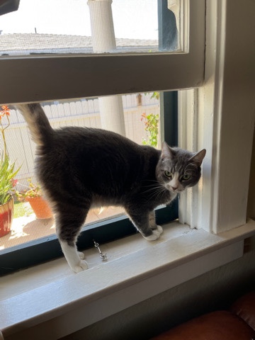American Shorthair – Ready to adopt