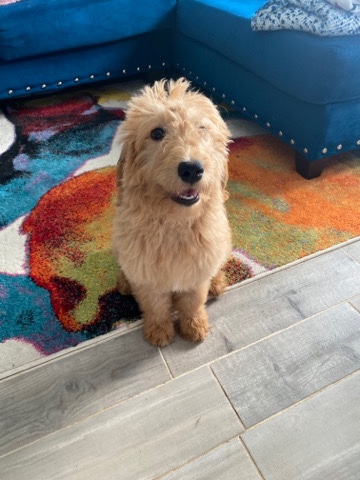 Golden Doodle