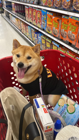 Shiba Inu – Shiba Inu for Sale