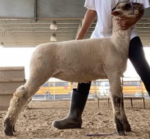 Fine Wool Show Lamb