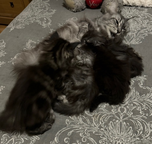 Maine Coon – Full breed Maine **** Kittens