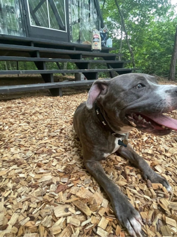 American Pit Bull Terrier – pitbull