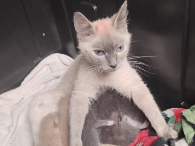 Siamese – Siamese kitten – South Chesterfield