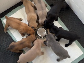 Cane Corso – cane corso puppies – Moreno Valley