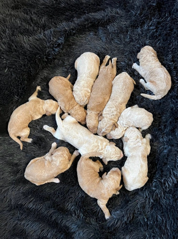 Goldendoodles