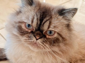 Persian (Modern) - Persian Ragdoll for Adoption available for adoption in الدمام