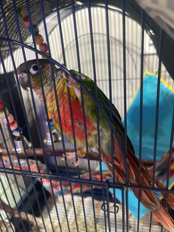 Green-Cheeked Conure – Green Cheek Conure