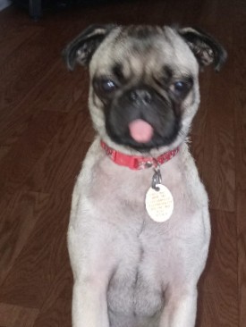 Pug – minipug