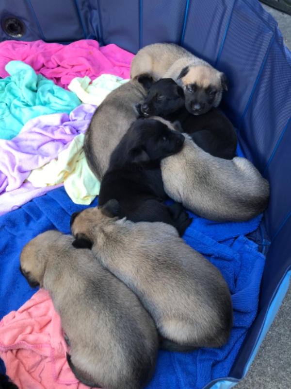 Belgian Shepherd Dog (Malinois) – Belgian Malinois Puppies