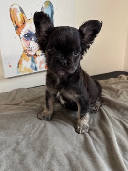 French Bulldog – fluffy french bulldogs