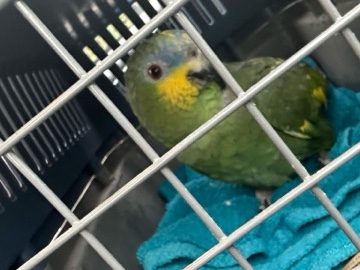 blue fronted Amazon talking parrot 