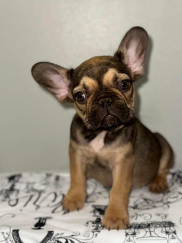 French Bulldog – puppy French bulldog