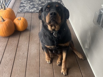 Looking for a loving home for Armina