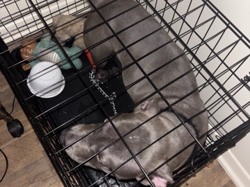 American Pit Bull Terrier – blue pit & she a girl – Washington