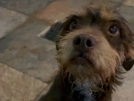 Perrito Castaño en adopción – Ojo de Agua