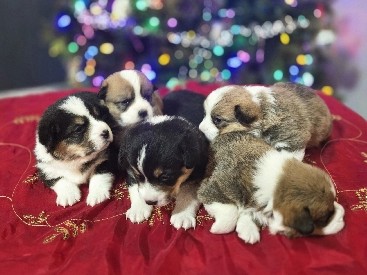 Corgi Puppies