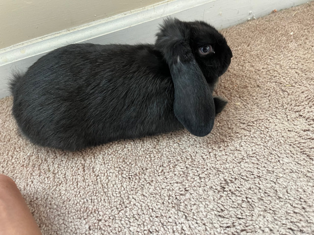 Rabbit