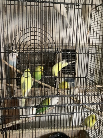 Budgerigar – 100+ parakeets