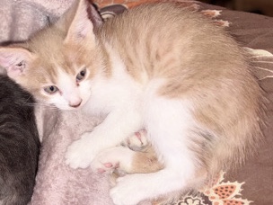 British Shorthair – male kitten – New York