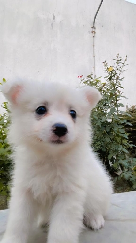 Pomeranian – i want to sell my Berlin