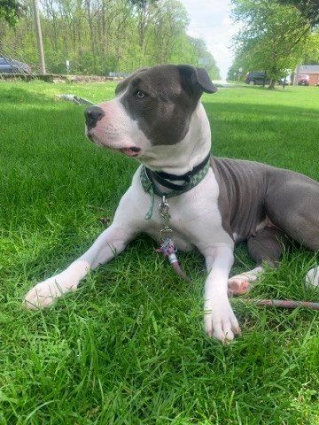 American Pit Bull Terrier – 2 year old female pit bull