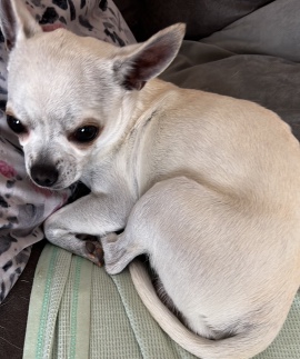 Chihuahua – Tiny Apple head Chihuahua