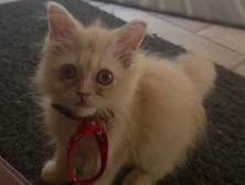 Persian (Modern) – persian cat(kushbhu) – Palakkad