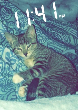 Siamese – kitten