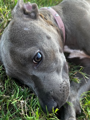 American Pit Bull Terrier – blue nose pitbull